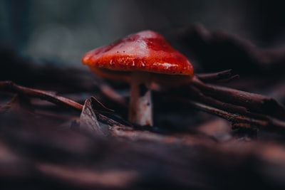 The red and white mushroom close-up photography
